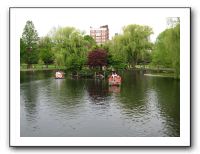 Swan boats on the Common